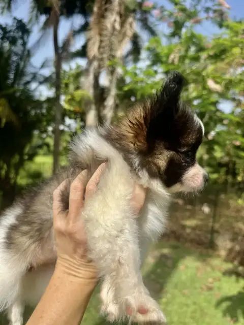 Epagneul Nain Continental (Papillon)  Betyna Des Iles aad0f