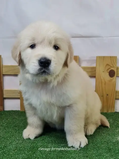 Golden Retriever  Baldur Du Mont De La Chenaie photo 2