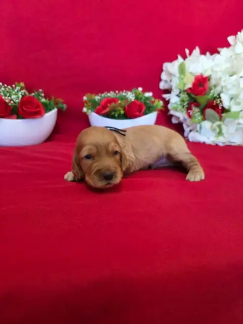 Cocker Spaniel Anglais  B........... Du Domaine De St 35ecd photo 2