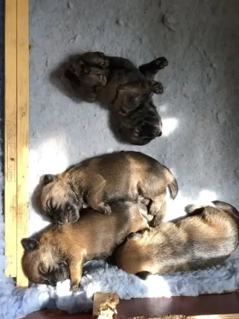 Border Terrier  1 Mâle Der Landerland