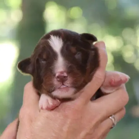 Berger Australien  Chiot 2 Des Bergers De La Tribu De 8c5d4