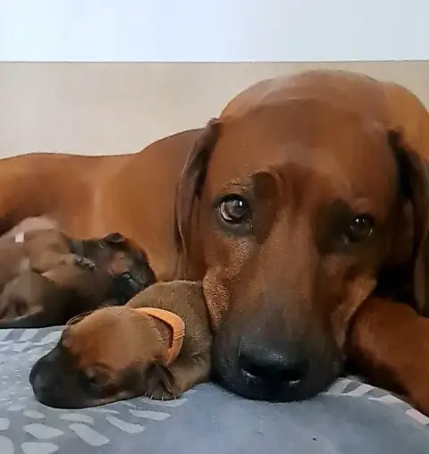 Rhodesian Ridgeback  Bayoko Kutamba Familia Nostra photo 2