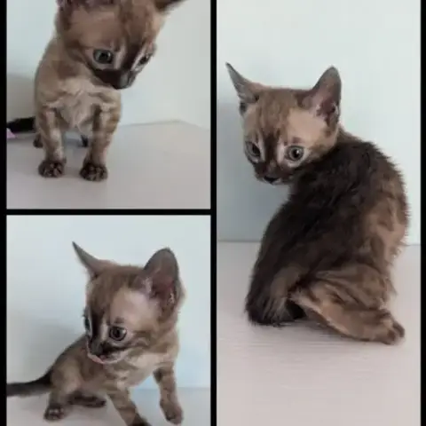 Chaton Femelle Bengal Snow Mink Charcoal Loof