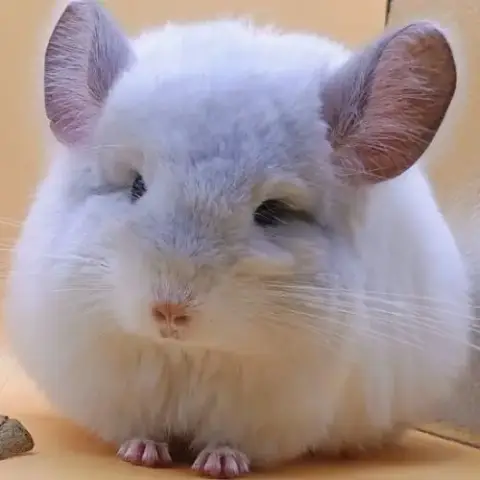 Bébé Chinchilla Angora  Blanc