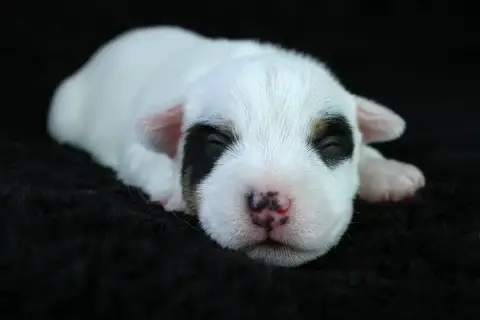 Parson Russell Terrier  Chiot 3 Des Very Important Pa 30266