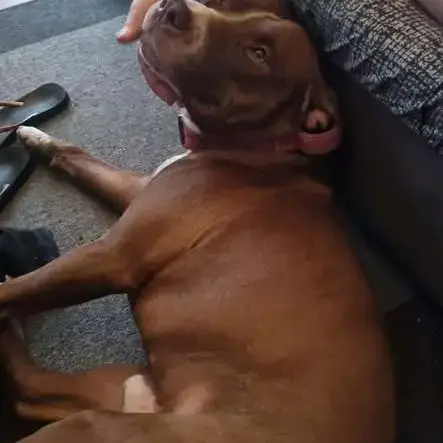 Tatum Est Un Chien Génial !