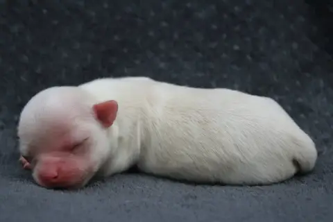 Chihuahua  Chiot N°2 Des Terres De La Faisanderie