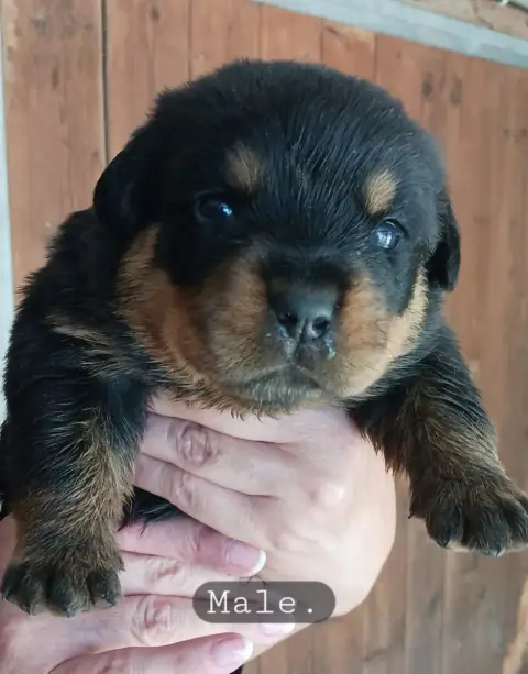 Rottweiler