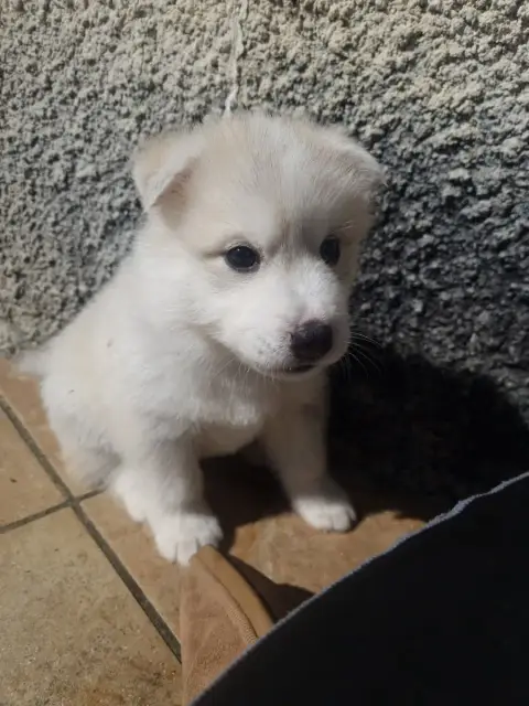 Siberian Husky  Beaujack Inner Spirit Legend