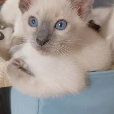 Chatons Siamois Thaï