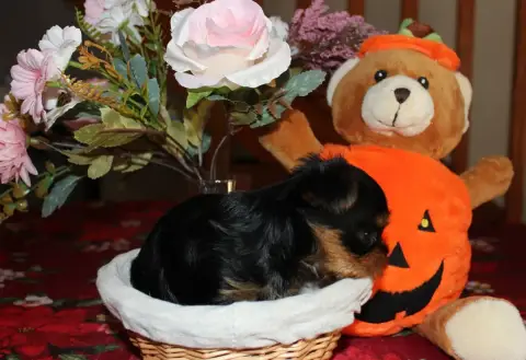 Yorkshire Terrier  Chiot N°6 De La Voie Des Péniches a348a photo 2