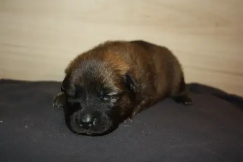 Eurasier  Collier Jaune Des Oursons De La Fee photo 2