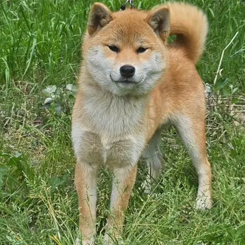 Shiba  Akiko De British And Us photo 3