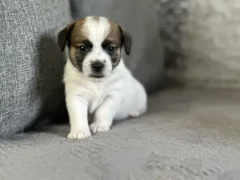 Jack Russell Terrier  Beegees Lacus Meduli