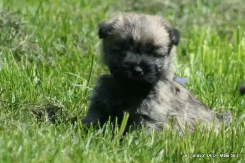 Cairn Terrier  Mâle Gris Des Fauves D'Orient