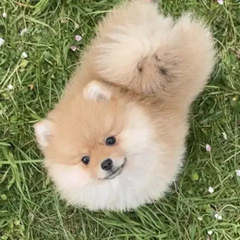 Spitz Nain Pomeranien