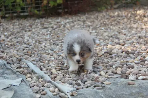 Berger Américain Miniature  Chiot N°1 Na Caorrun photo 2