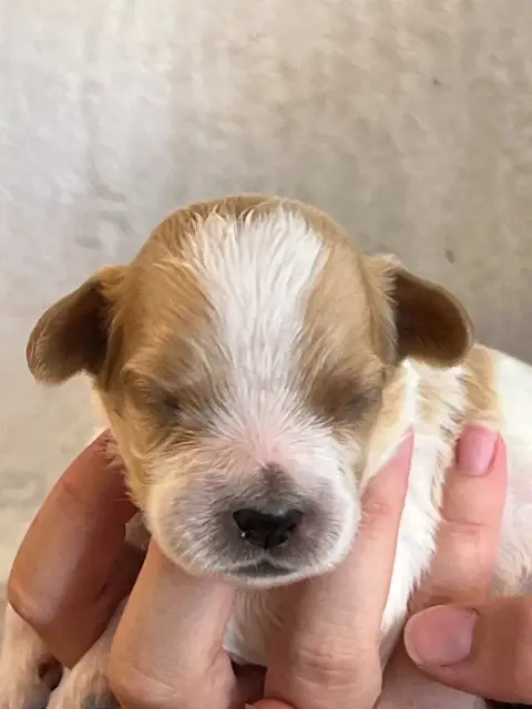 Epagneul Breton  Chiot N°2 De Torlhak