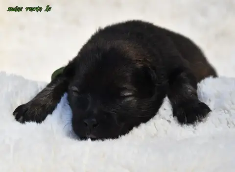 Eurasier  Chiot 5 Des Legendes De Retz