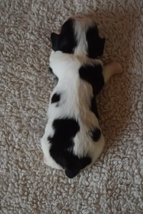 Cavalier King Charles Spaniel  B....... Du Millésime  f4d70 photo 3