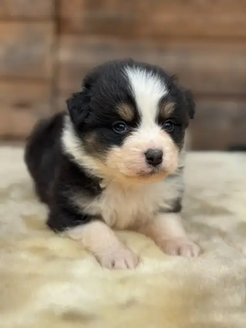 Berger Australien  Baby Vaiana Des Gardiens D'Hadès 5dfce