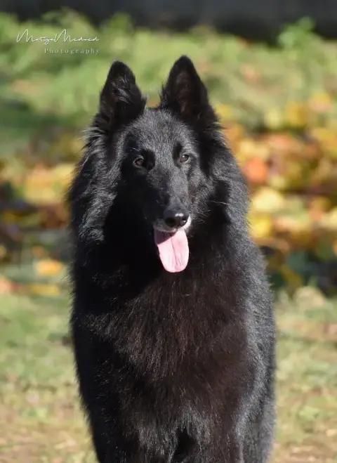 Berger Belge  Chiot N°8 Des Famonadyns photo 2