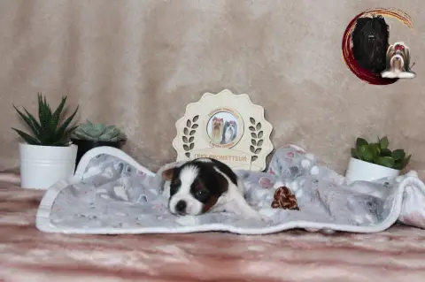 Biewer Terrier  Marron Black Of Angels Life photo 3