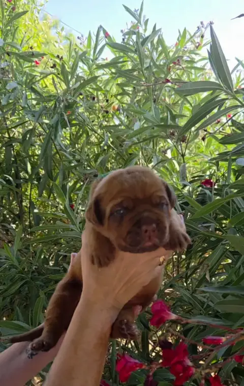Dogue De Bordeaux 
                        Chiot N°2  37229 photo 2