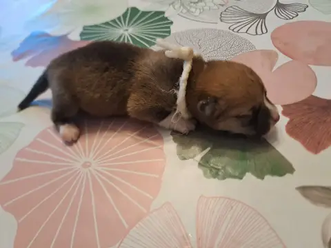 Welsh Corgi Pembroke  Collier Blanc Du Domaine De La  a00e1