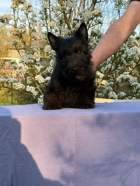 Scottish Terrier photo 2