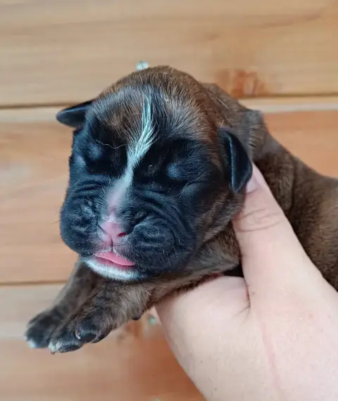 Boxer  Chiot Des Gardiens De Chami
