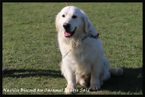 Golden Retriever  Chiot N°5 Du Temps Des Amazones