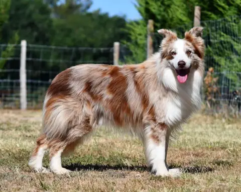 Border Collie  B..... De La Colline D Ans De La Colli 5a079 photo 3