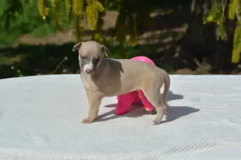 Whippet  Chiot 2 Du Haras Eclair Horside'Whip photo 2