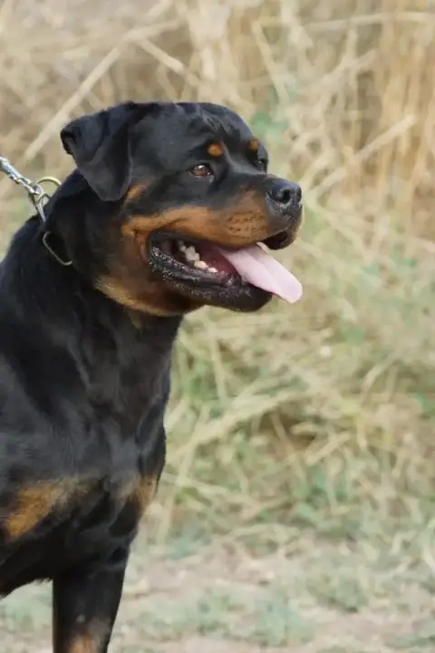 Rottweiler  Bella Des Gardiens Du Mur De Glace photo 3