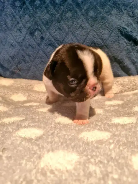 Bouledogue Français  Monsieur B Domaine De Floyd Et L d25a4
