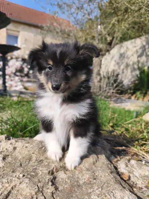 Shetland Sheepdog  Chiot 1 Du Mont Chauve photo 3