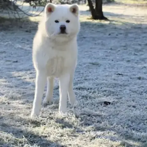 Superbe Akita Inu Blanc De 3 Ans