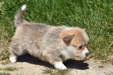 Welsh Corgi Pembroke  Bonny De La Folle Emprise photo 3
