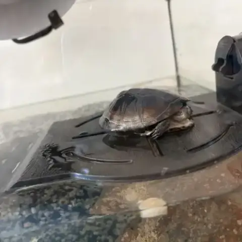 Tortue D’Eau