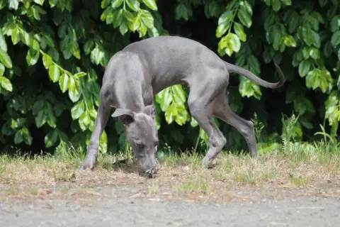 Whippet  Sirius Du Frison Impérial photo 3