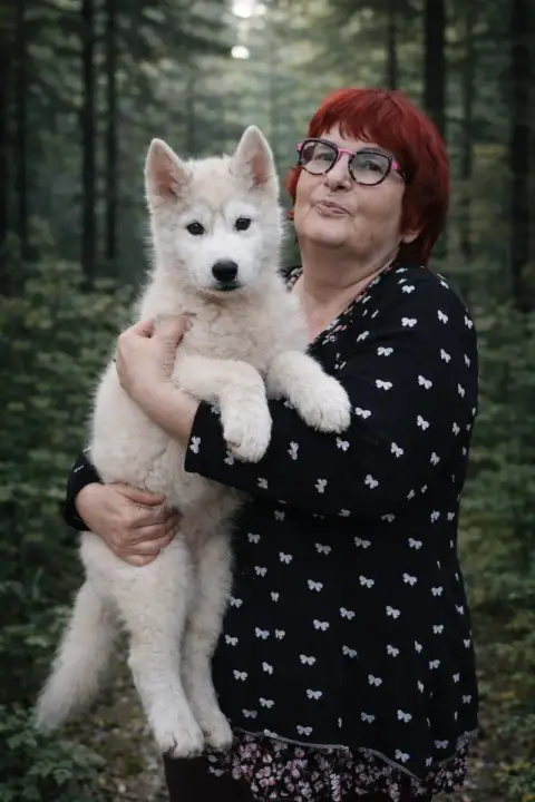 Siberian Husky  Chiot Wolves Of The Northern Light