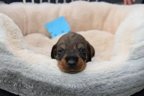 Teckel Poil Dur  Chiot N°5 Du Domaine Du Brame photo 3