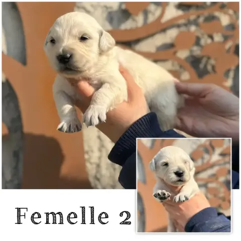 Golden Retriever  Femelle 2 Des Terres De L'Avesnois 74aad