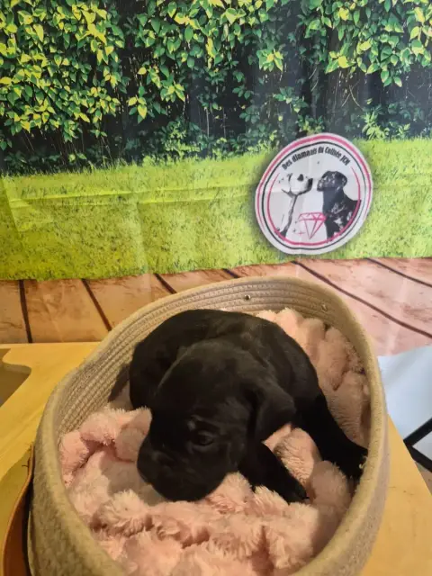 Cane Corso  Chiot N°6 Des Diamants Du Colisée Jcm photo 3