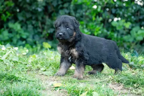 Berger Allemand Poil Long  Bourgignon Du Domaine De M 8aefe photo 3