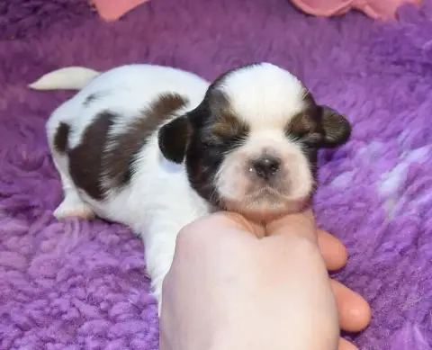 Shih Tzu  Chiot 2 B.............. De La Maison Du Rye de9f2