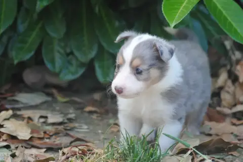 Shetland Sheepdog  Brume - photo 3