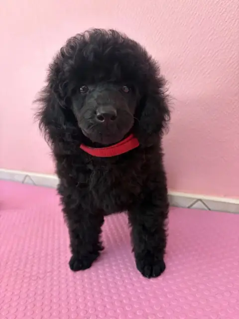 Caniche  Chiot N°1 Generation Top photo 3