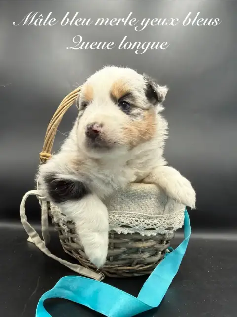 Berger Américain Miniature  Chiot N°3 Des Joyaux Des  63e2c